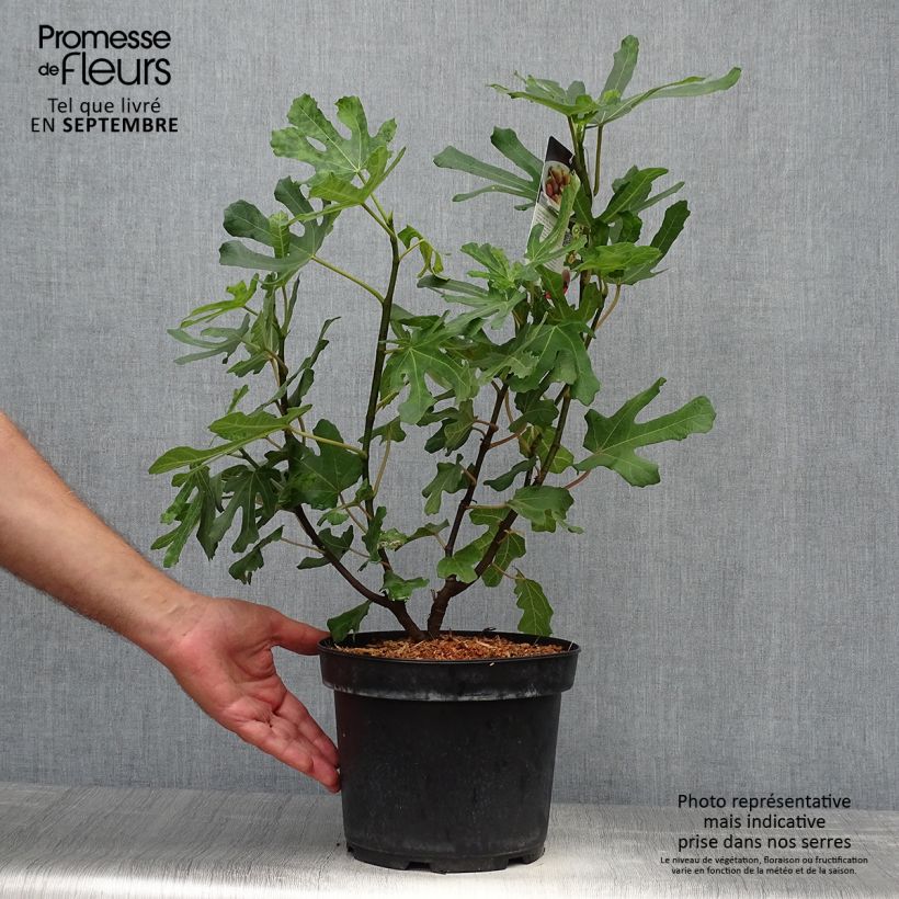 Fig Tree Brown Turkey - Ficus carica 4L/5L pot, Scion sample as delivered in autumn