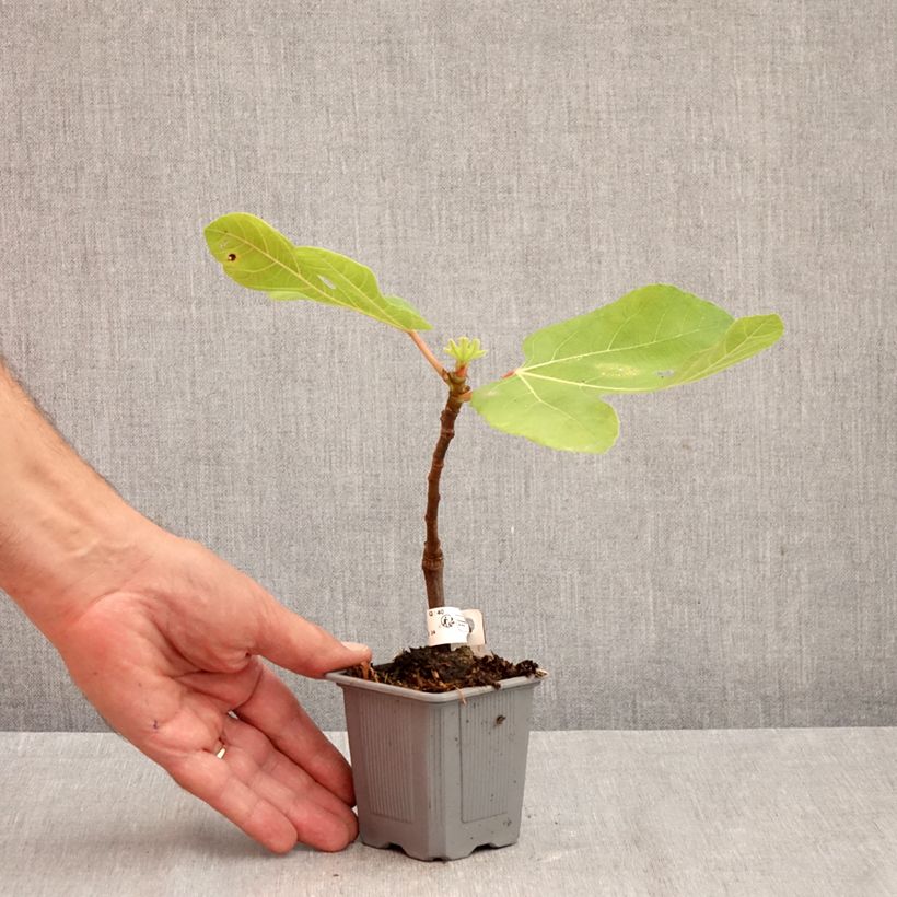 Fig Tree Brown Turkey - Ficus carica 8/9 cm pot sample as delivered in autumn