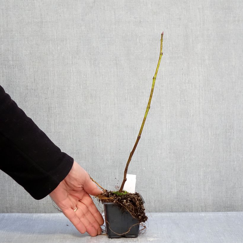 Fig Tree Brown Turkey - Ficus carica 8/9 cm pot sample as delivered in winter