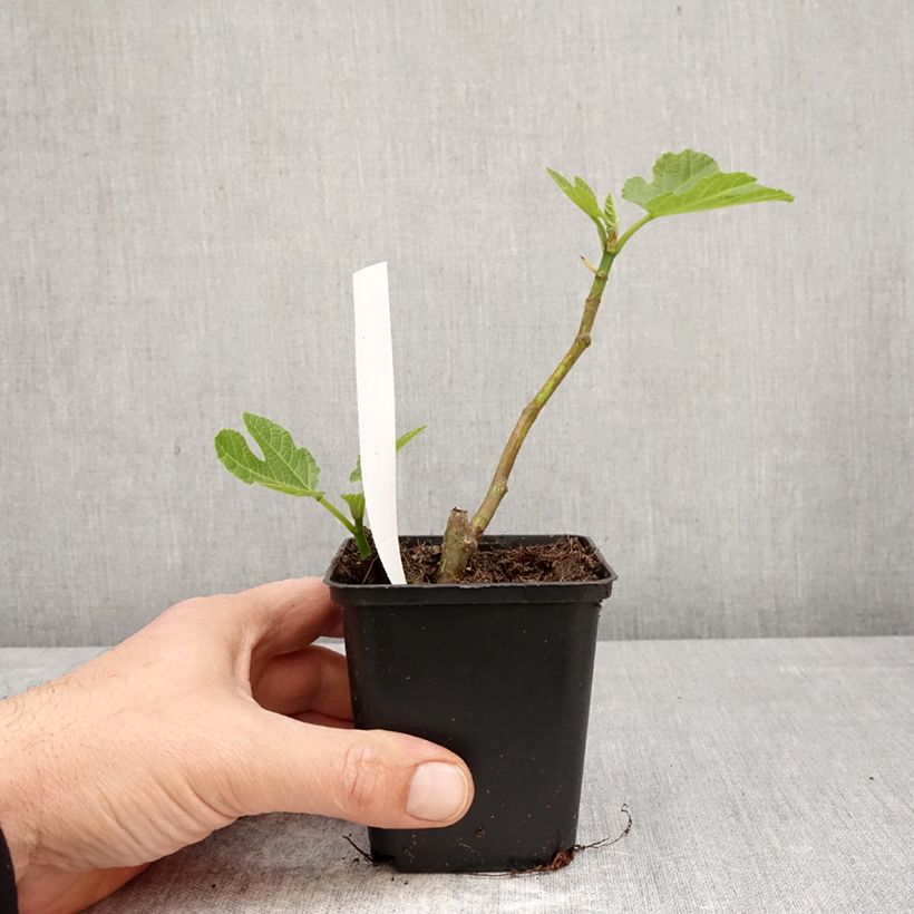 Fig Tree Brown Turkey - Ficus carica 8/9 cm pot sample as delivered in spring
