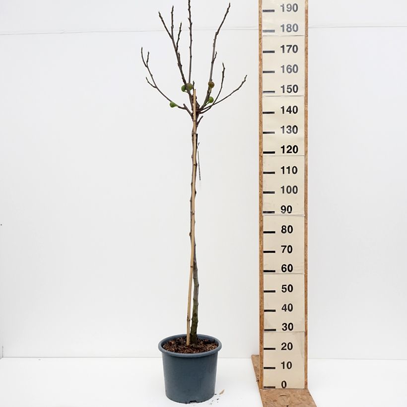 Figuier Brown Turkey Pot de 7,5L/10L, Demi-Tige sample as delivered in autumn