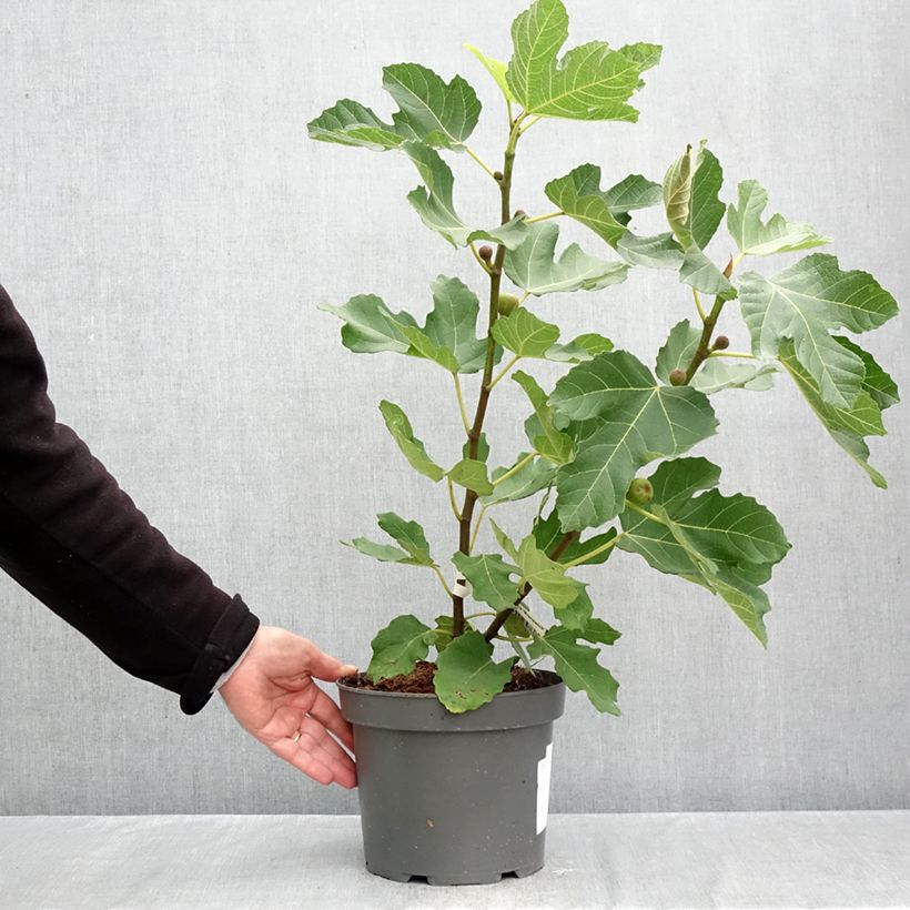 Fig Tree Brunswick - Ficus carica 4L/5L pot, Bush sample as delivered in autumn
