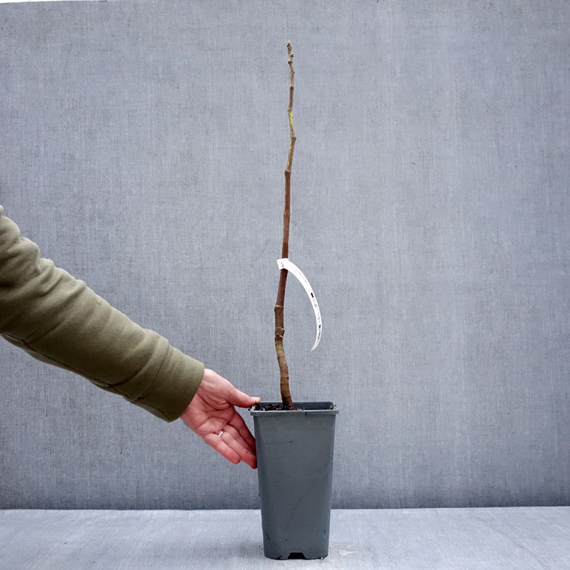 Ficus carica Portogallo 2L/3L pot, Bush sample as delivered in winter