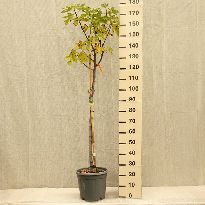 Fig Tree Grise De Tarascon - Ficus carica 7.5L/10L pot, Half standard sample as delivered in autumn