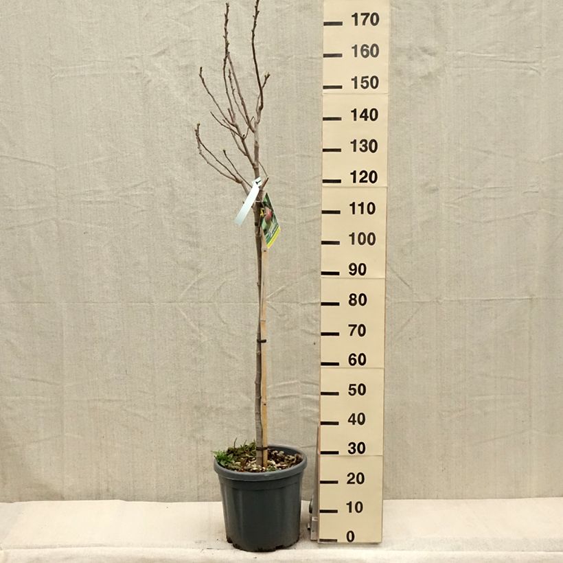 Fig Tree Grise De Tarascon - Ficus carica 7.5L/10L pot, Half standard sample as delivered in spring