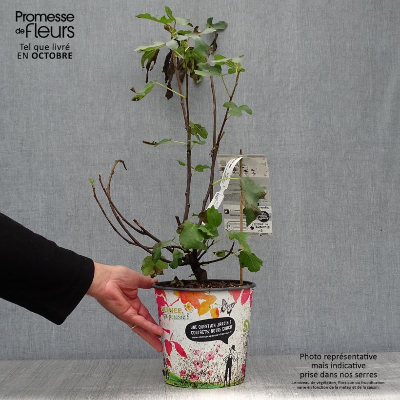 Fig Tree Osborn's Prolific - Ficus carica 4L/5L pot sample as delivered in autumn