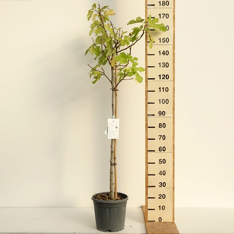 Fig Tree Osborn's Prolific - Ficus carica 7.5L/10L pot, Half standard sample as delivered in summer