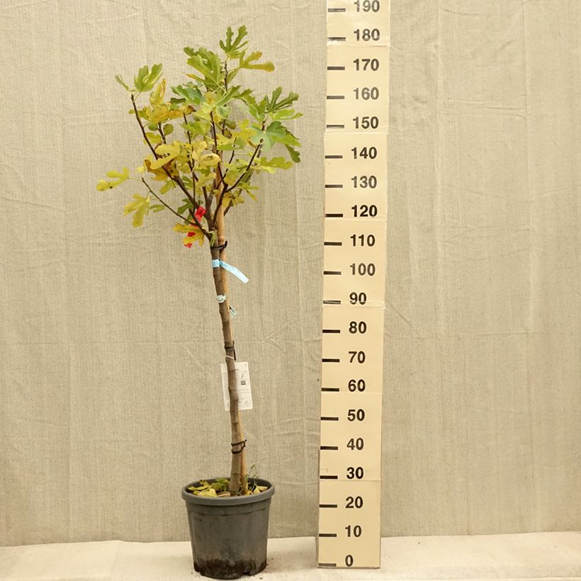 Fig Tree Ronde De Bordeaux - Ficus carica 7.5L/10L pot, Half standard sample as delivered in autumn