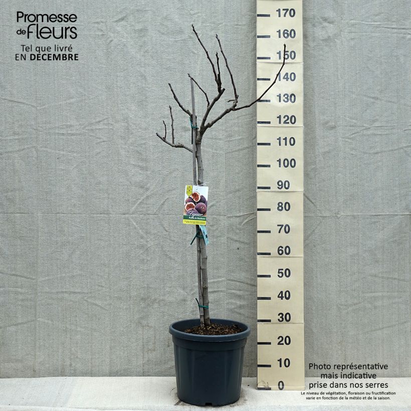 Fig Tree Ronde De Bordeaux - Ficus carica 7.5L/10L pot, Half standard sample as delivered in winter
