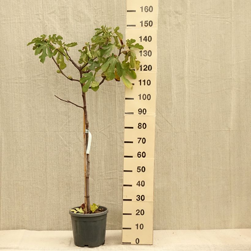 Fig Tree Sultane - Ficus carica 7.5L/10L pot, Half standard sample as delivered in autumn