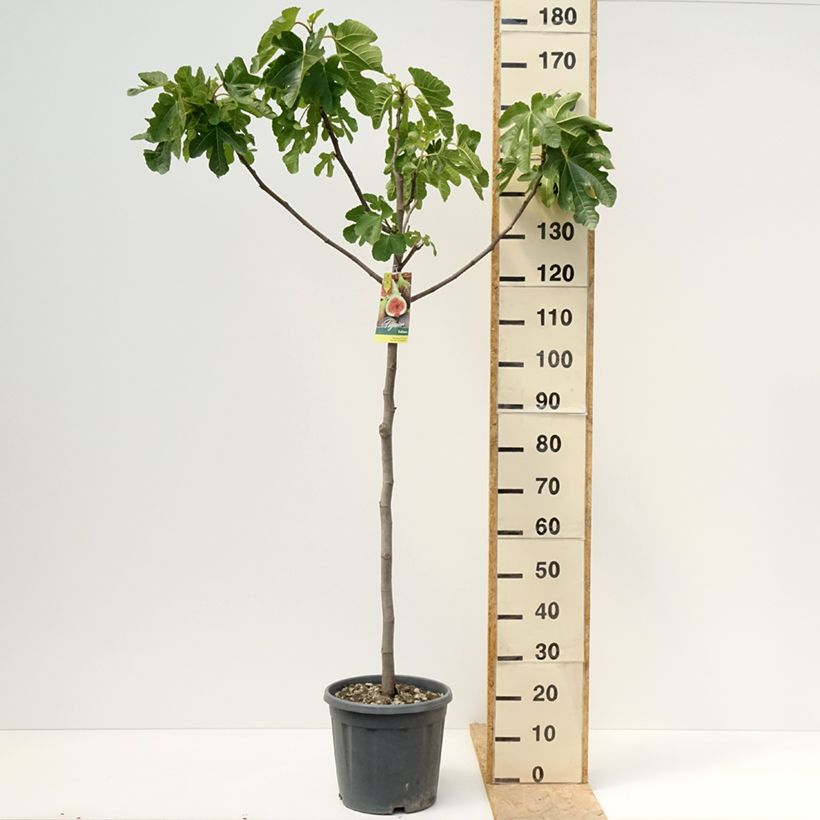 Fig Tree Sultane - Ficus carica 7.5L/10L pot, Half standard sample as delivered in spring