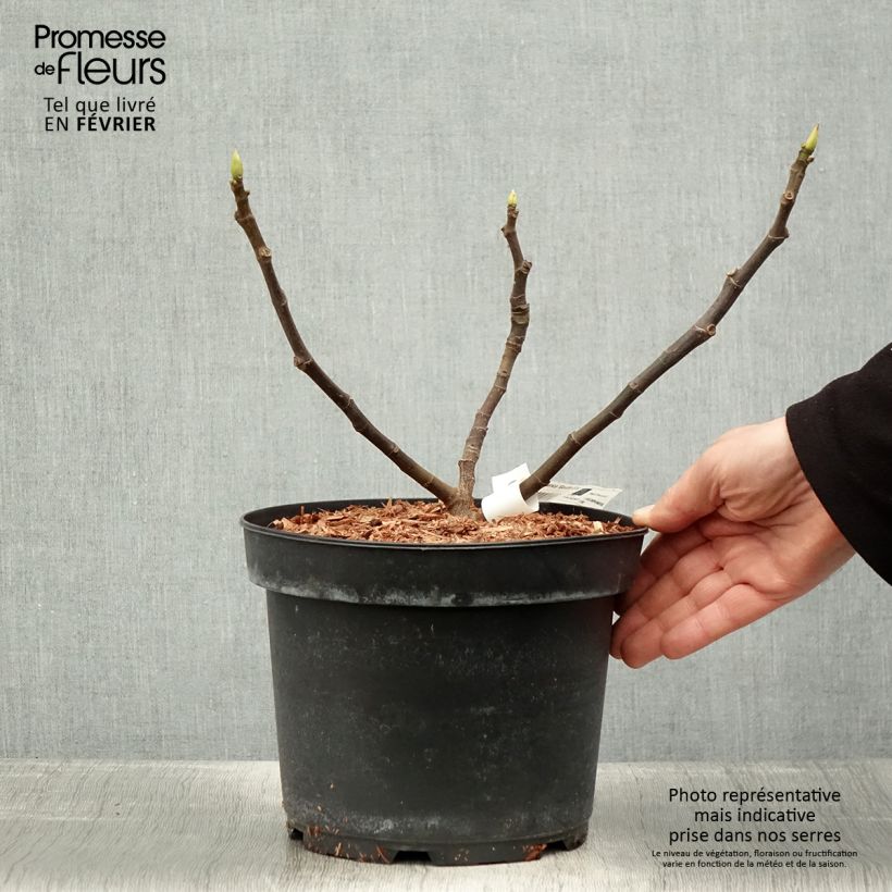 Fig Tree Goutte D'Or- Ficus carica 2L/3L pot sample as delivered in winter