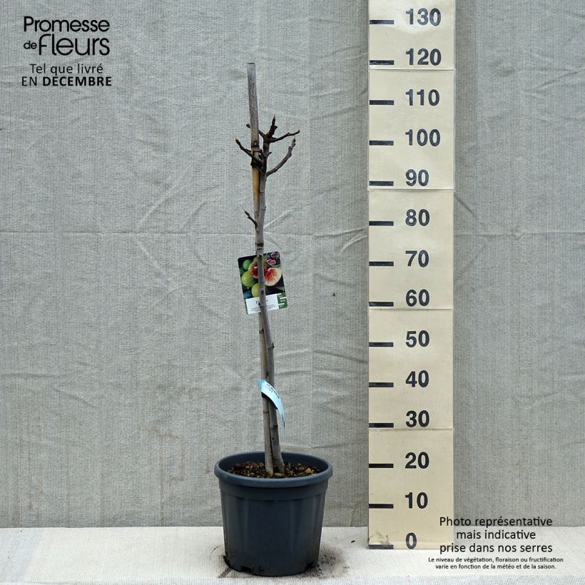 Fig Tree Goutte D'Or- Ficus carica 7.5L/10L pot, Half standard sample as delivered in winter