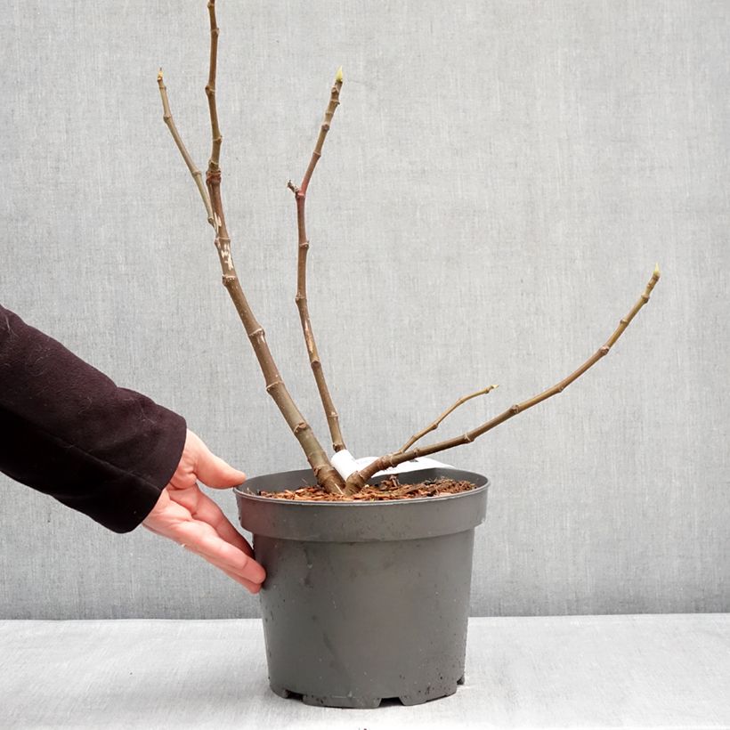 Fig Tree Goutte D'Or- Ficus carica 4L/5L pot, Bush sample as delivered in winter
