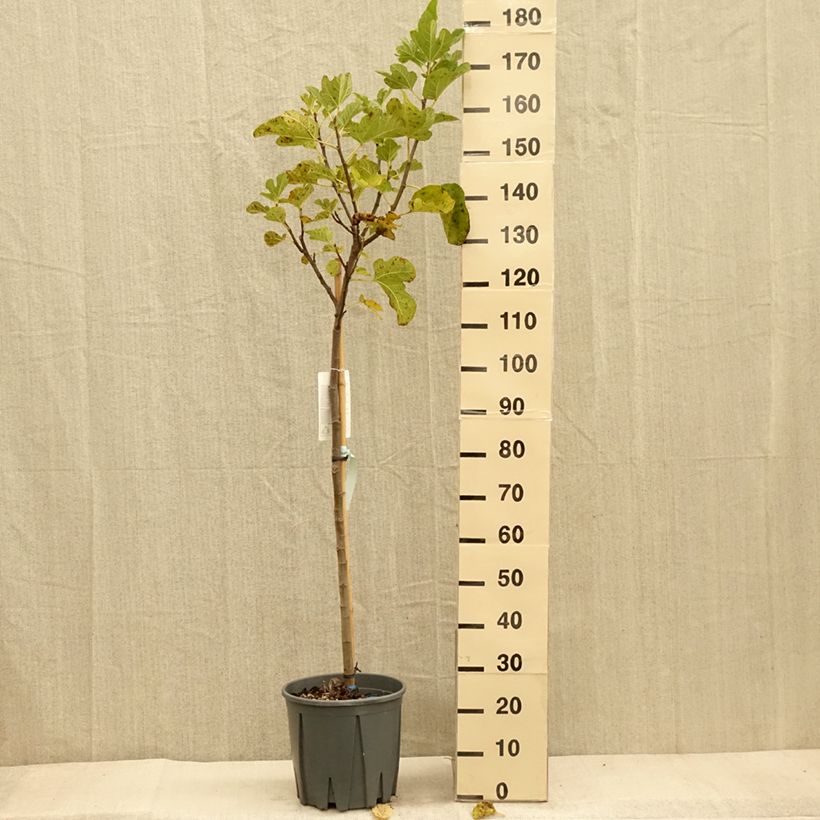 Fig tree Grise de Saint Jean - Ficus carica 7.5L/10L pot, Half standard sample as delivered in autumn