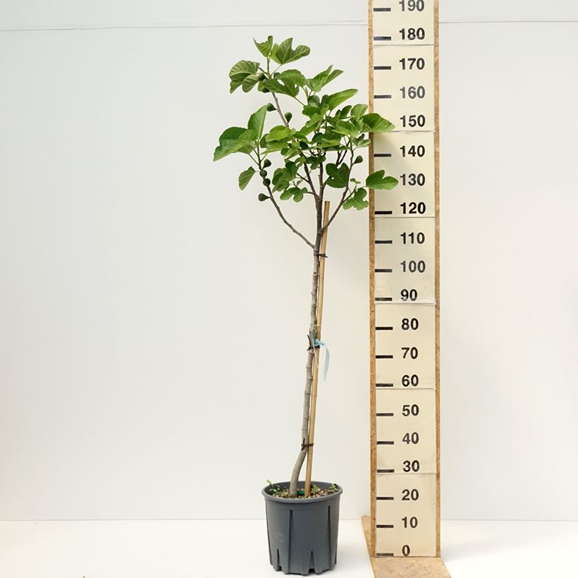 Fig tree Grise de Saint Jean - Ficus carica 7.5L/10L pot, Half standard sample as delivered in spring