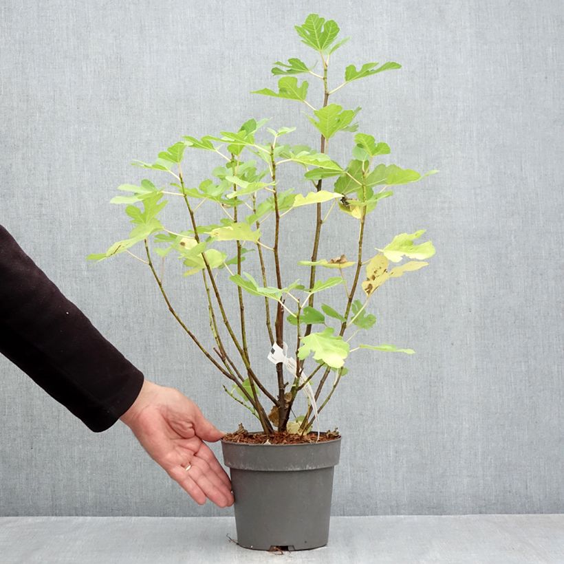 Ficus carica Gustis Ficcolino 2L/3L pot, Bush sample as delivered in autumn