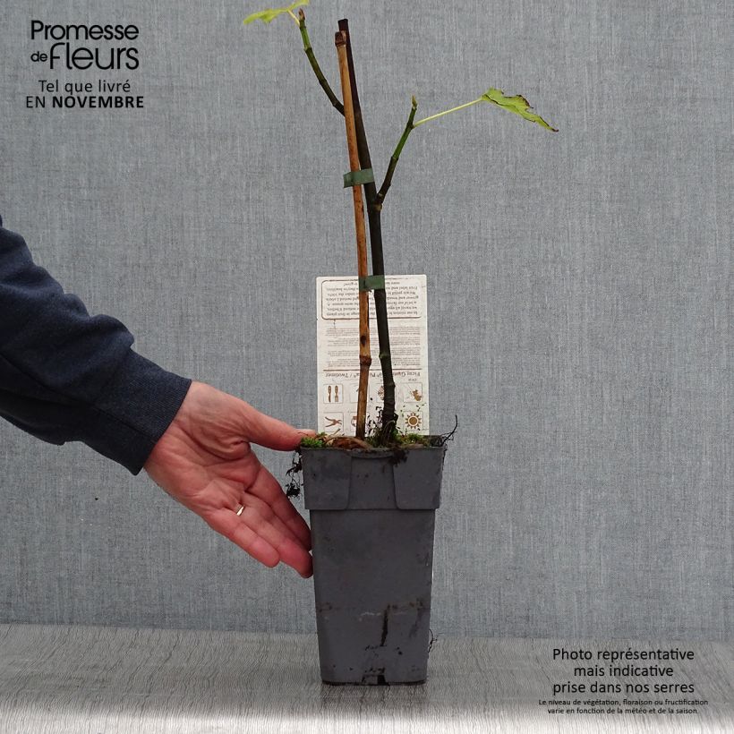 Ficus carica Gustissimo Perretta 2L/3L pot, Bush sample as delivered in autumn