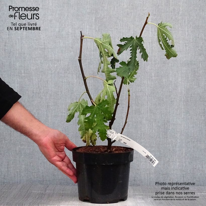 Ficus carica Ice Crystal 4L/5L pot, Scion sample as delivered in autumn
