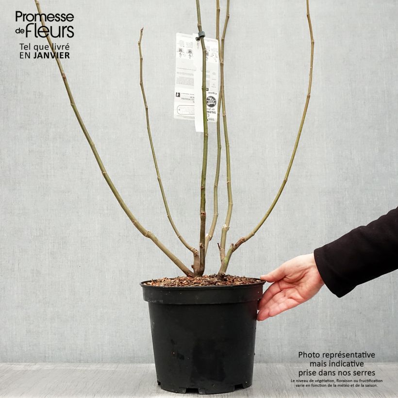 Ficus carica Ice Crystal 4L/5L pot, Bush sample as delivered in winter