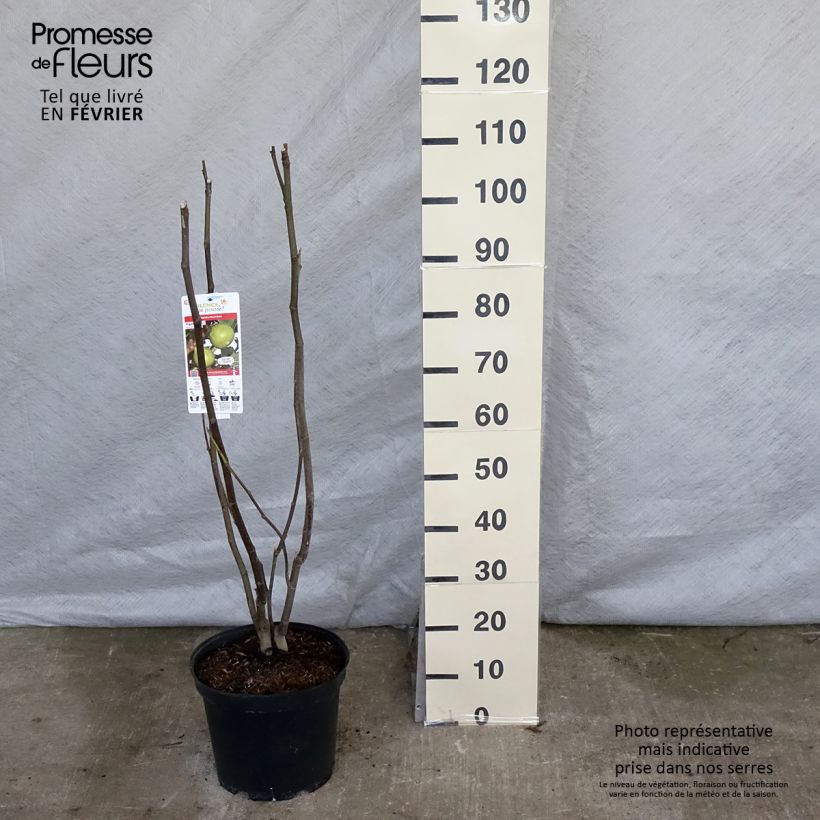 Fig Tree Jannot - Ficus carica 7.5L/10L pot, Half standard sample as delivered in winter