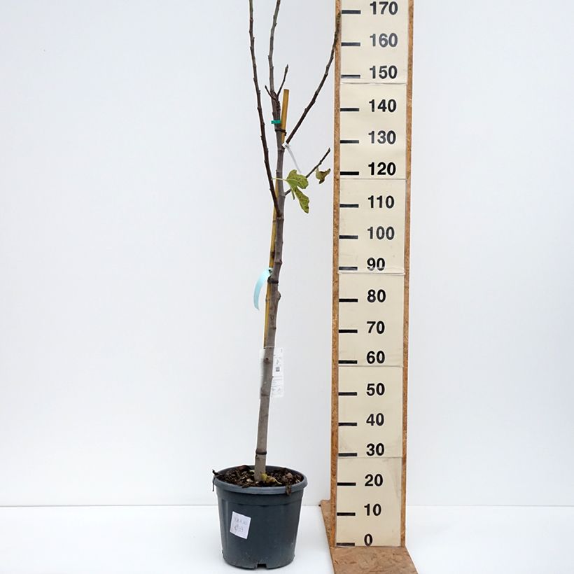 Fig Tree Jannot - Ficus carica 7.5L/10L pot, Half standard sample as delivered in autumn