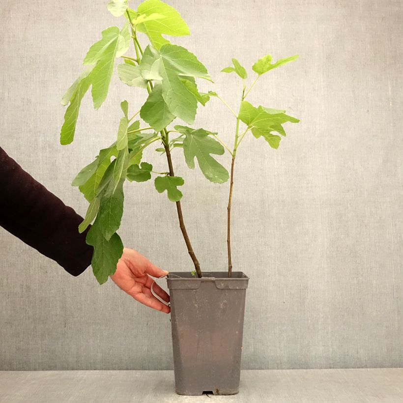 Fig Tree Kadota - Ficus carica 4L/5L pot sample as delivered in spring