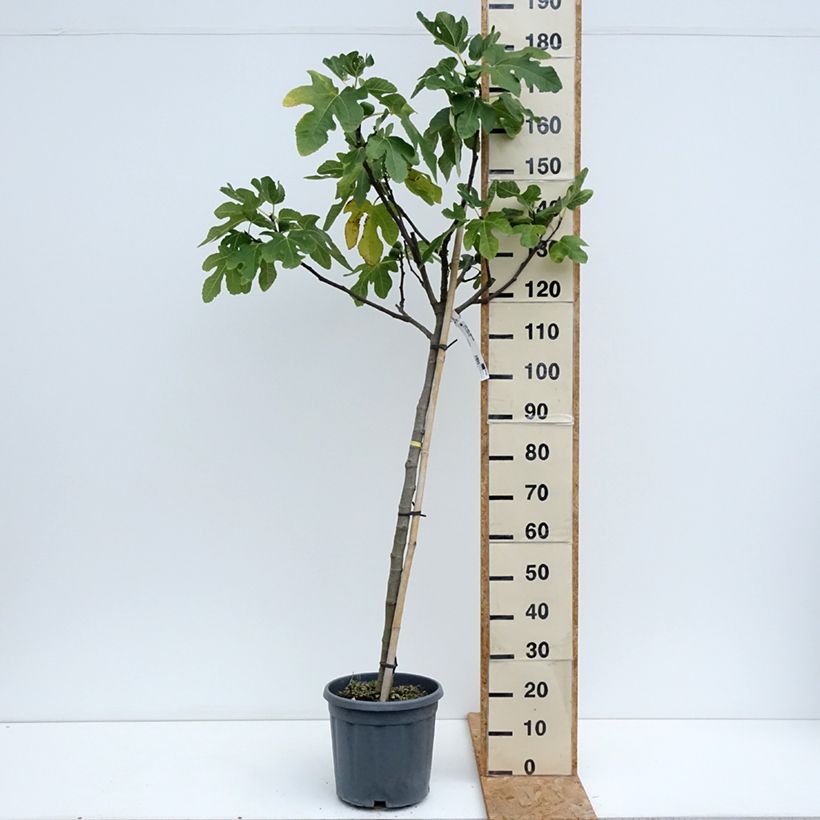 Fig Tree Longue d'Août - Ficus carica 7.5L/10L pot, Half standard sample as delivered in summer