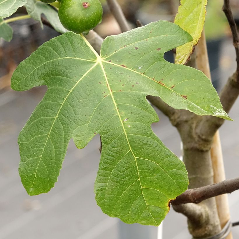 Fig Tree Longue d'Août - Ficus carica (Foliage)
