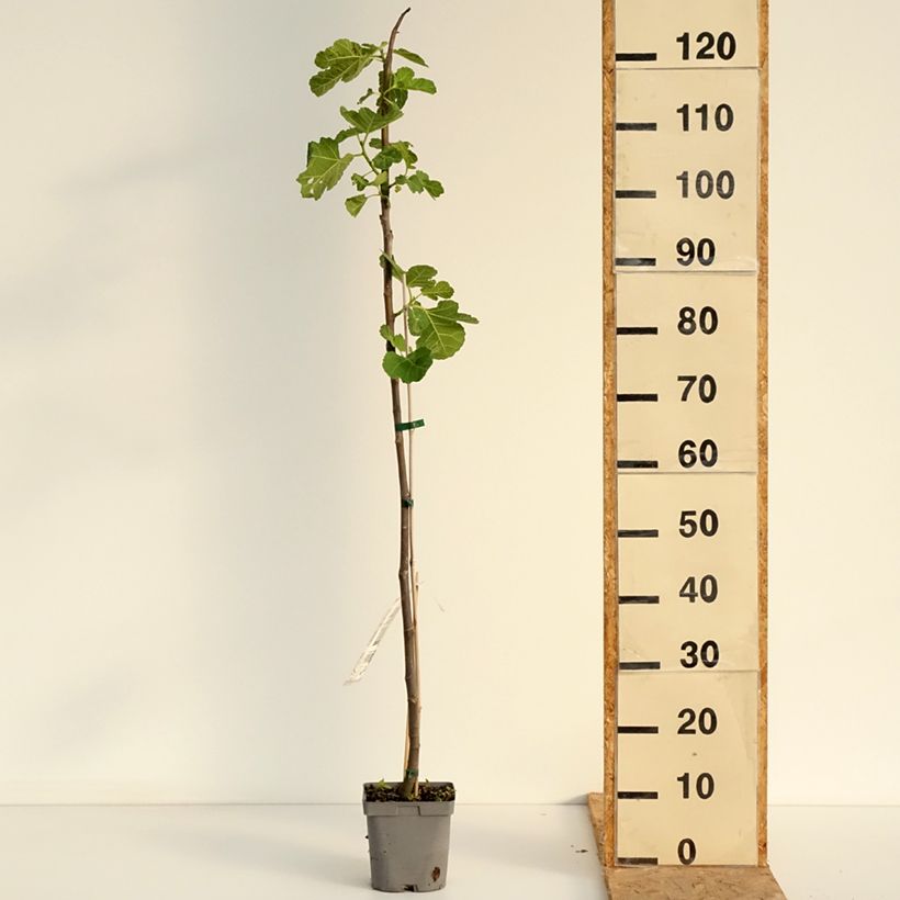 Fig Tree Madeleine des Deux Saisons - Ficus carica 2L/3L pot, Scion sample as delivered in summer