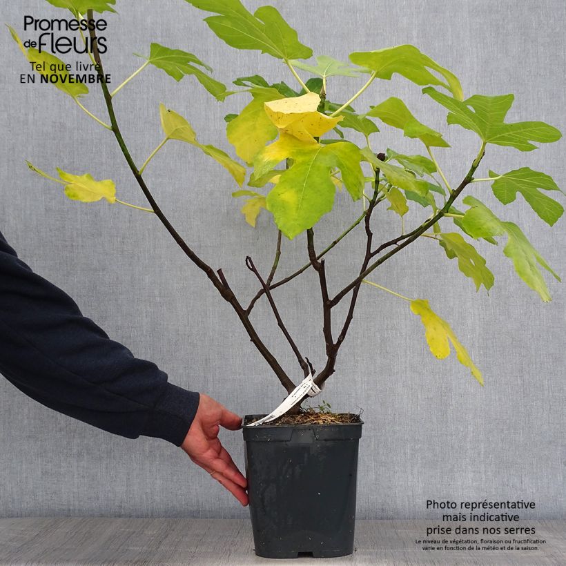 Fig Tree Marseillaise - Ficus carica 4L/5L pot sample as delivered in autumn