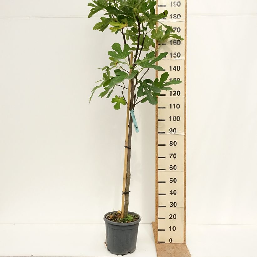 Fig Tree Marseillaise - Ficus carica 7.5L/10L pot, Half standard sample as delivered in summer