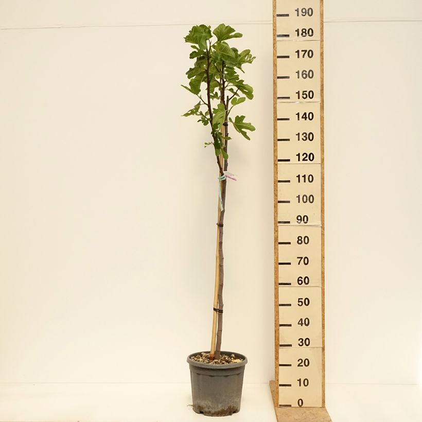 Fig Tree Marseillaise - Ficus carica 7.5L/10L pot, Half standard sample as delivered in spring