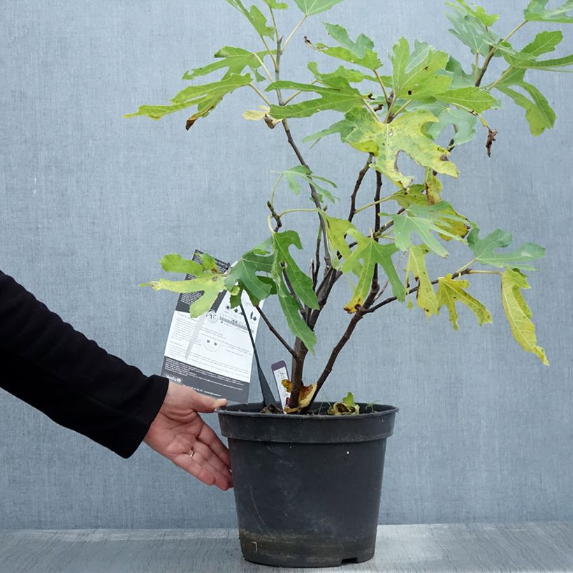 Ficus carica Figality 7.5L/10L pot, Bush sample as delivered in autumn