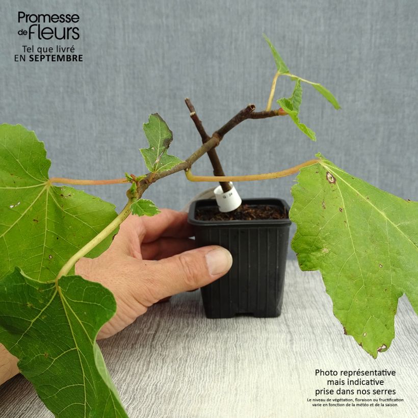Fig Tree Noire de Bellone - Ficus carica 8/9 cm pot sample as delivered in autumn