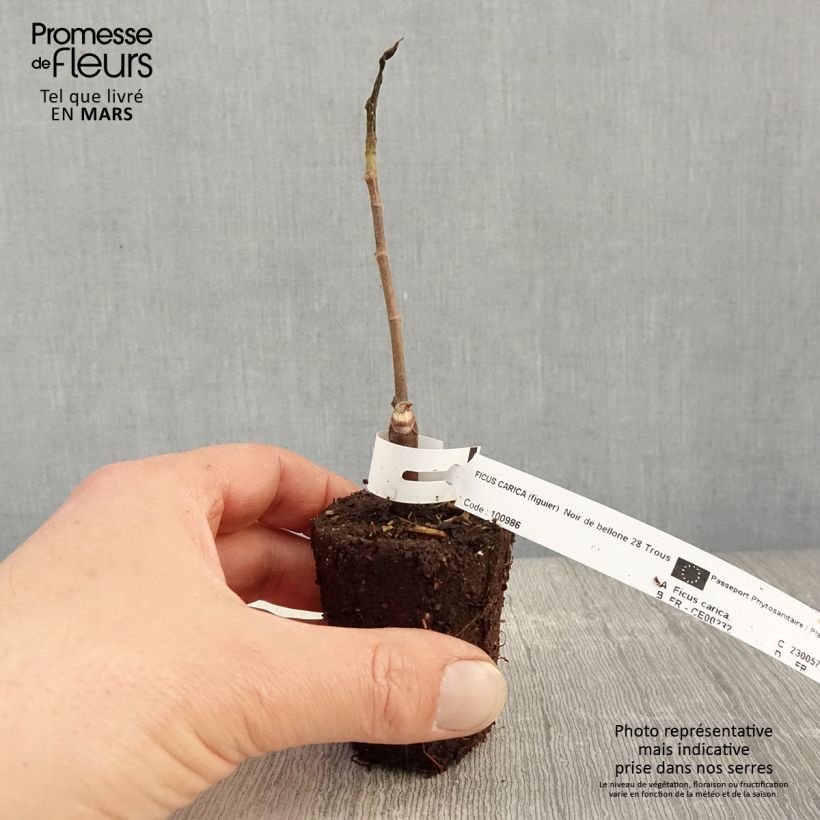 Fig Tree Noire de Bellone - Ficus carica 8/9 cm pot sample as delivered in spring