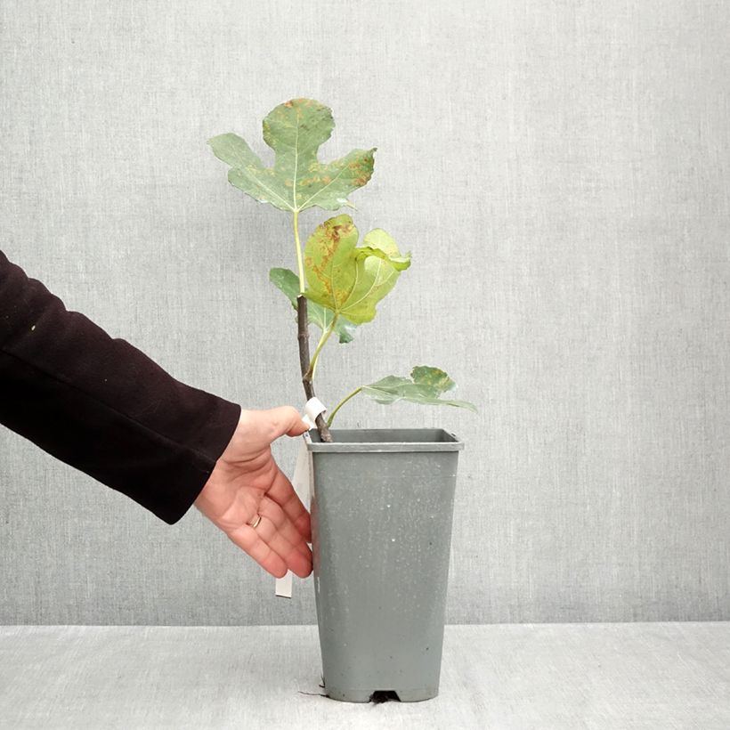 Fig Tree Noire de Bellone - Ficus carica 3L/4L pot, Bush sample as delivered in autumn