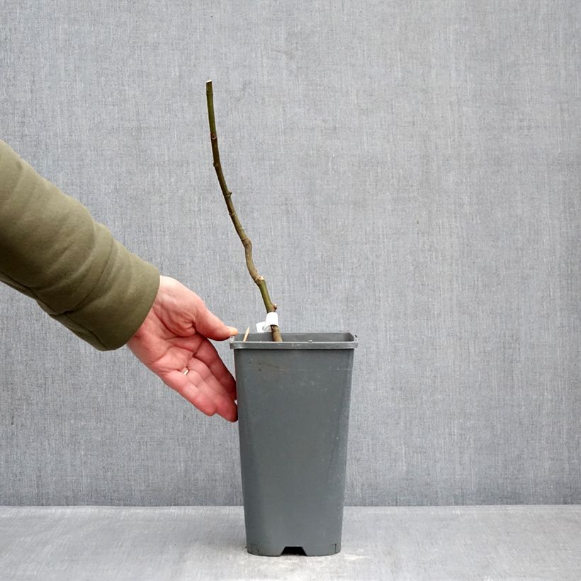 Fig Tree Noire de Bellone - Ficus carica 3L/4L pot, Bush sample as delivered in winter