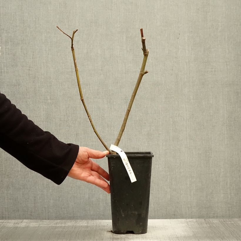 Fig Tree Noire de Bellone - Ficus carica 2L/3L pot, Bush sample as delivered in autumn