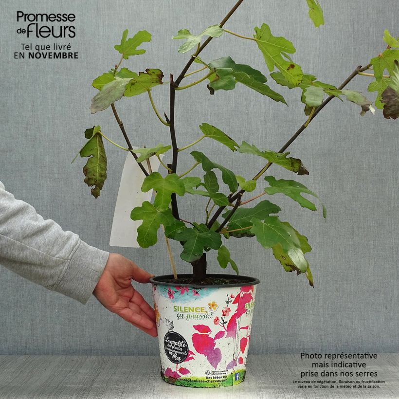 Fig Tree Noire de Caromb - Ficus carica 4L/5L pot, Bush sample as delivered in autumn
