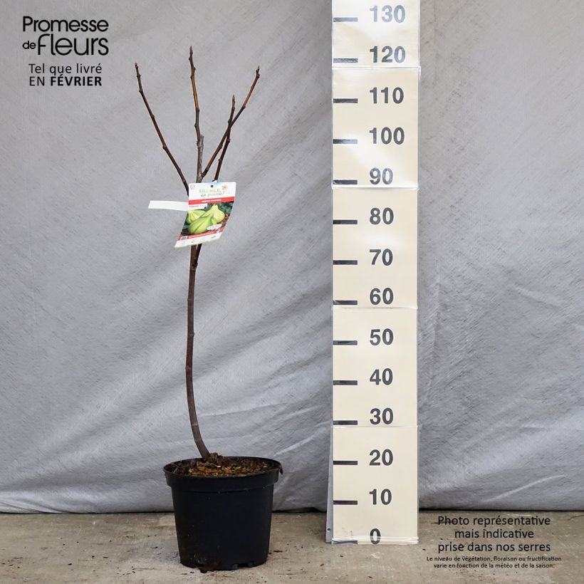 Fig Tree Panachée - Ficus carica 7.5L/10L pot, Quarter standard sample as delivered in winter