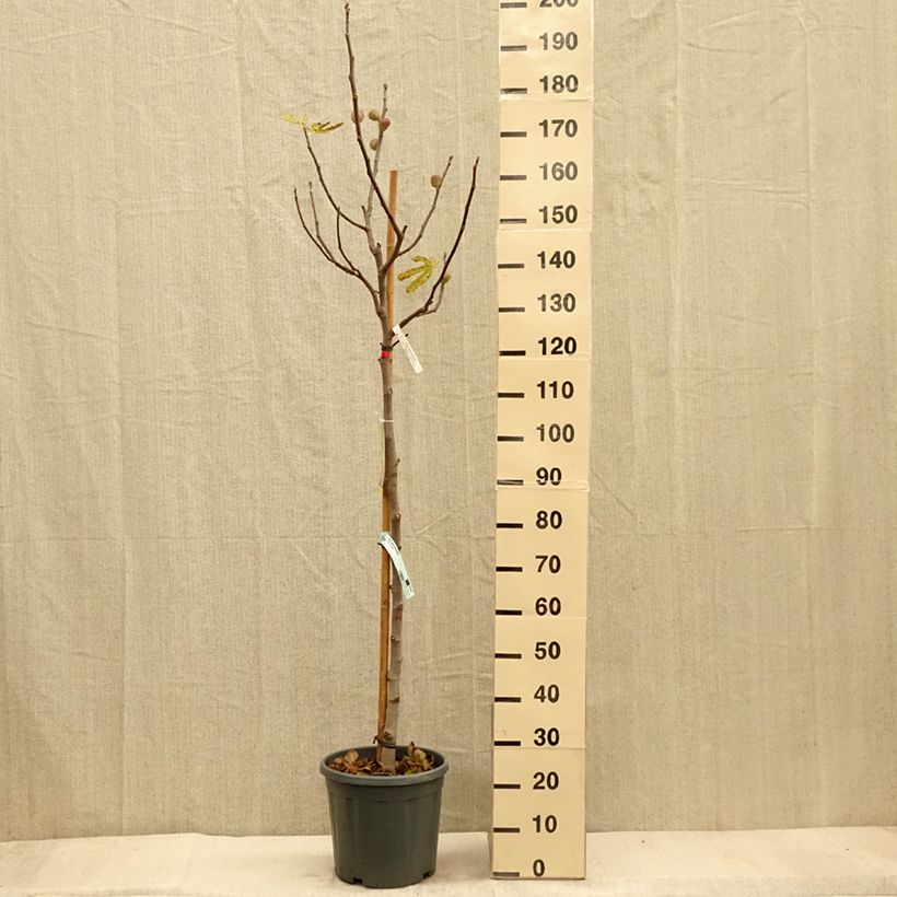 Ficus carica Précoce de Dalmatie 7.5L/10L pot, Half standard sample as delivered in autumn
