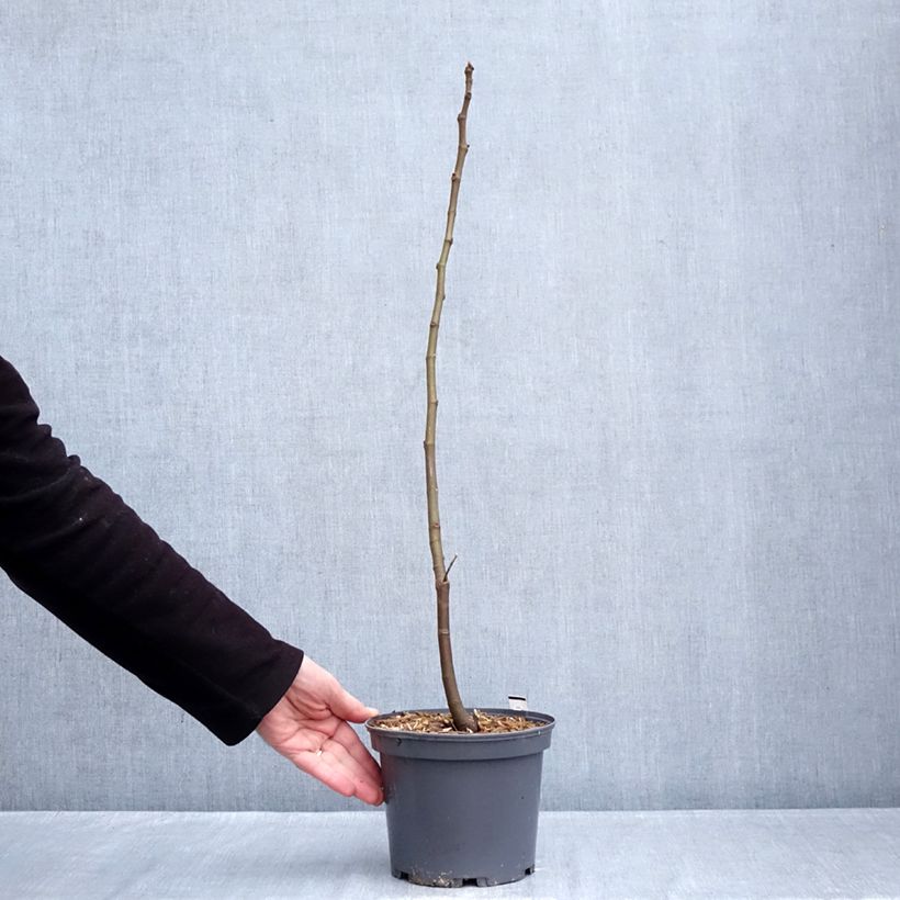 Fig Tree Ronde De Bordeaux - Ficus carica 2L/3L pot sample as delivered in winter