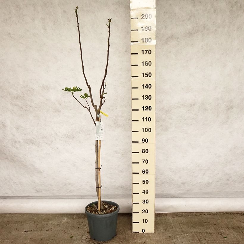 Fig Tree Rouge de Bordeaux - Ficus carica 7.5L/10L pot, Half standard sample as delivered in spring