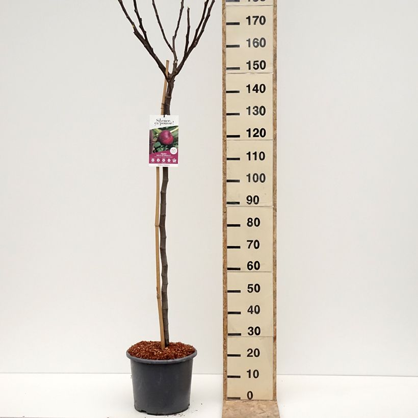 Fig Tree Rouge de Bordeaux - Ficus carica 7.5L/10L pot, Half standard sample as delivered in winter