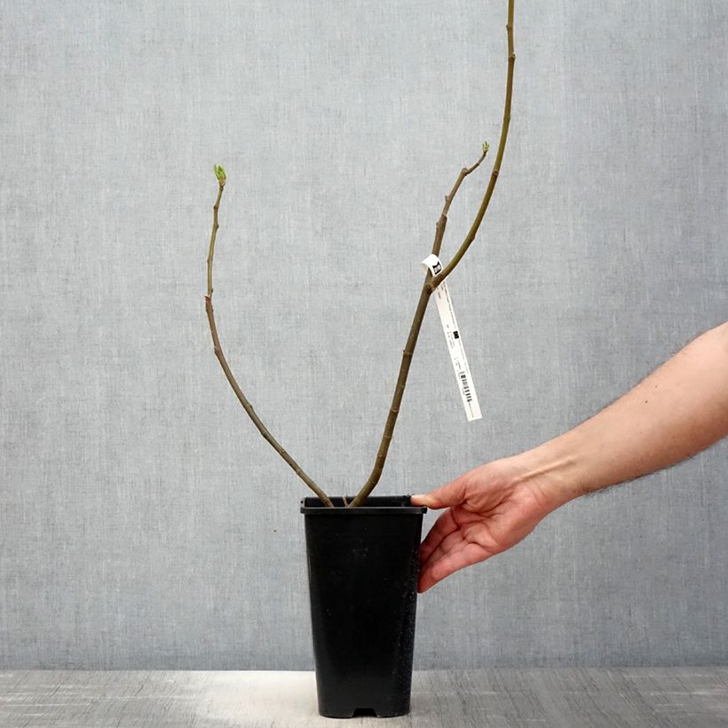 Fig Tree Rouge de Bordeaux - Ficus carica 2L/3L pot sample as delivered in spring