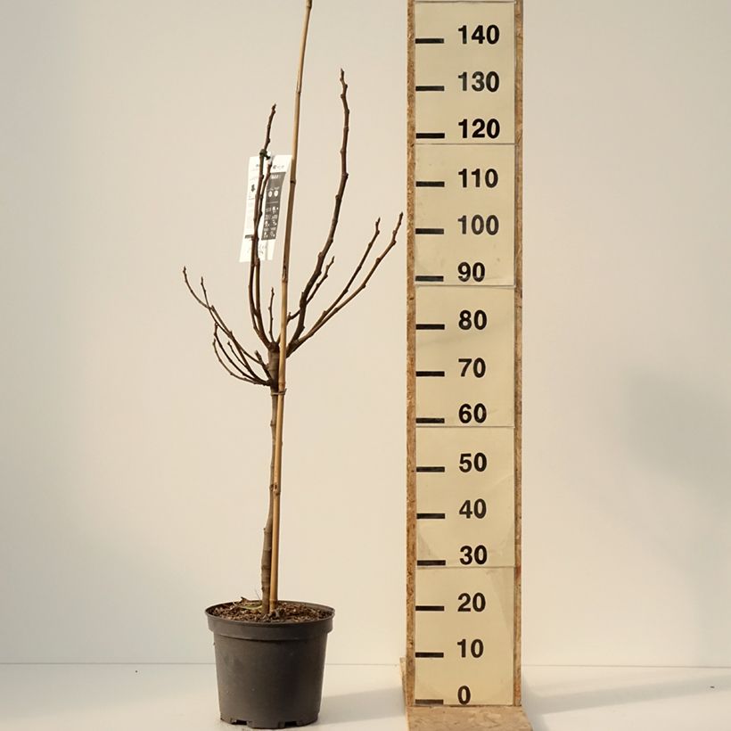 Ficus carica Rouge de juillet 7.5L/10L pot, Half standard sample as delivered in winter