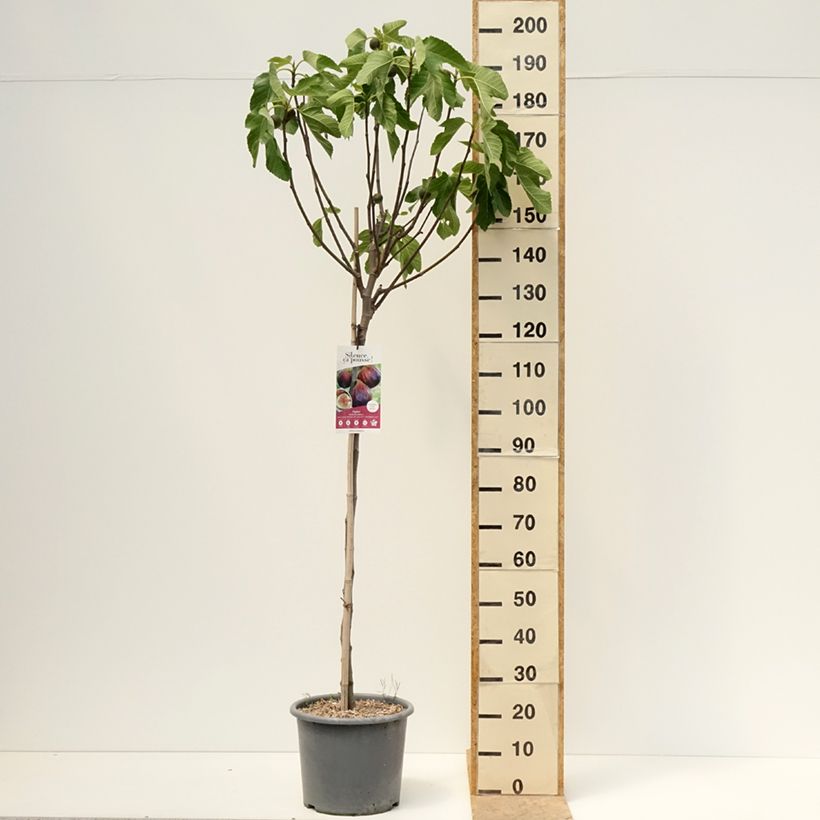 Ficus carica Rouge de juillet 8/9 cm pot sample as delivered in spring