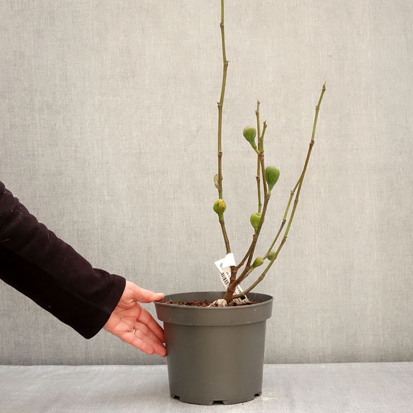 Fig Tree Terza - Ficus carica 4L/5L pot, Bush sample as delivered in winter