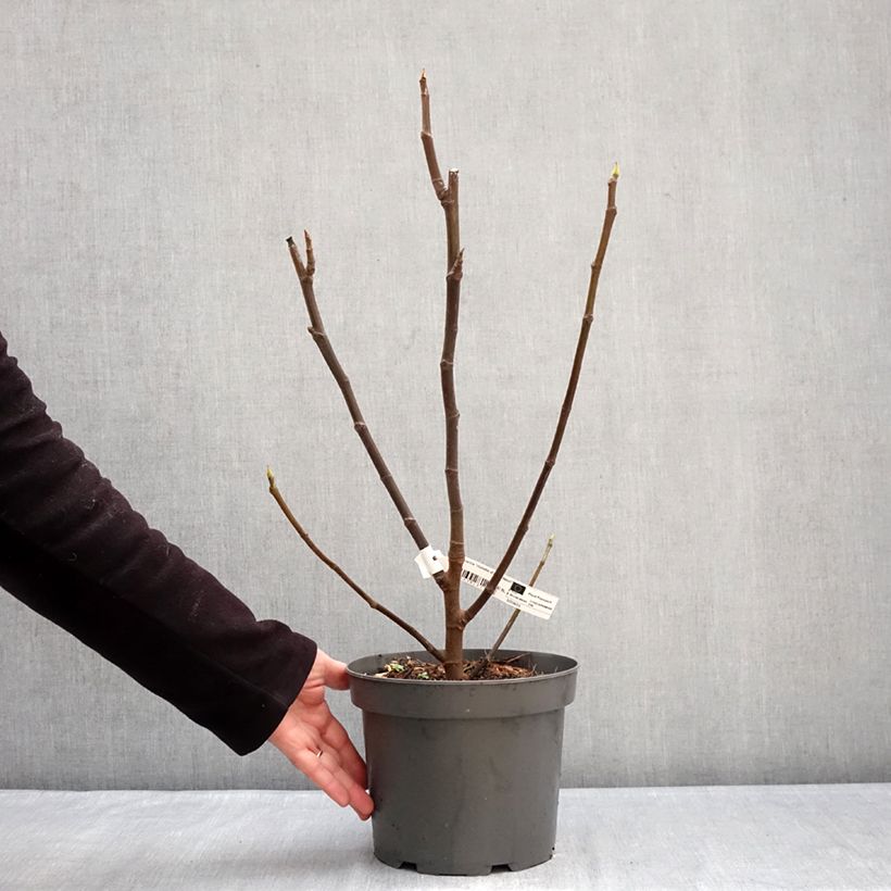 Fig Tree Violette D'argenteuil - Ficus carica 4L/5L pot, Bush sample as delivered in winter
